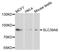 Solute Carrier Family 39 Member 6 antibody, A4584, ABclonal Technology, Western Blot image 