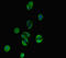 Testis Expressed Basic Protein 1 antibody, LS-C677344, Lifespan Biosciences, Immunofluorescence image 