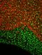 Oligodendrocyte Transcription Factor 2 antibody, NBP1-28667, Novus Biologicals, Immunohistochemistry paraffin image 