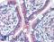 Golgi Membrane Protein 1 antibody, LS-B2030, Lifespan Biosciences, Immunohistochemistry paraffin image 