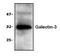 Galectin 3 antibody, AP00262PU-N, Origene, Western Blot image 
