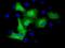 Tubulin Alpha 3e antibody, GTX83466, GeneTex, Immunofluorescence image 