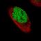 Forkhead Box P2 antibody, NBP2-61413, Novus Biologicals, Immunofluorescence image 