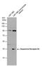 D(4) dopamine receptor antibody, PA5-77947, Invitrogen Antibodies, Western Blot image 