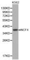 Neutrophil Cytosolic Factor 4 antibody, abx001708, Abbexa, Western Blot image 