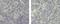 Autoimmune Regulator antibody, 14-9534-82, Invitrogen Antibodies, Immunohistochemistry paraffin image 
