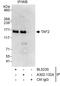 TATA-Box Binding Protein Associated Factor 2 antibody, A302-132A, Bethyl Labs, Immunoprecipitation image 
