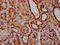 Germ Cell Nuclear Acidic Peptidase antibody, CSB-PA836285LA01HU, Cusabio, Immunohistochemistry paraffin image 