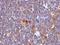 BAX antibody, MBS438080, MyBioSource, Immunohistochemistry frozen image 