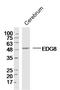 Sphingosine-1-Phosphate Receptor 5 antibody, A07877-1, Boster Biological Technology, Western Blot image 