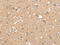 Selenoprotein N antibody, CSB-PA183005, Cusabio, Immunohistochemistry paraffin image 