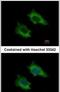 Phosphoribosyl Pyrophosphate Synthetase Associated Protein 2 antibody, PA5-21847, Invitrogen Antibodies, Immunofluorescence image 