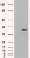 Sorting Nexin 16 antibody, 46-399, ProSci, Western Blot image 