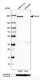 Integrin Subunit Alpha 1 antibody, NBP2-76479, Novus Biologicals, Western Blot image 