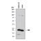 BH3 Interacting Domain Death Agonist antibody, AF860, R&D Systems, Western Blot image 