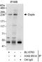DAPLE antibody, A302-951A, Bethyl Labs, Immunoprecipitation image 