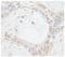 Transcriptional Regulating Factor 1 antibody, NB100-81654, Novus Biologicals, Immunohistochemistry frozen image 