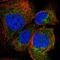 Aldo-Keto Reductase Family 1 Member A1 antibody, HPA017919, Atlas Antibodies, Immunofluorescence image 