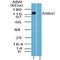 Autophagy And Beclin 1 Regulator 1 antibody, NBP2-24723, Novus Biologicals, Western Blot image 