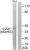 Jun Proto-Oncogene, AP-1 Transcription Factor Subunit antibody, AP55738PU-S, Origene, Western Blot image 