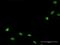 TNNI3 Interacting Kinase antibody, H00051086-D01P, Novus Biologicals, Immunofluorescence image 