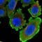 Histone Deacetylase 8 antibody, NBP2-14085, Novus Biologicals, Immunofluorescence image 