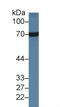 Heat Shock Protein Family A (Hsp70) Member 8 antibody, LS-C300861, Lifespan Biosciences, Western Blot image 