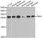 Metalloproteinase inhibitor 4 antibody, abx004910, Abbexa, Western Blot image 