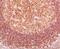 BCL10 Immune Signaling Adaptor antibody, 33-931, ProSci, Immunohistochemistry paraffin image 