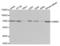 Lamin B1 antibody, LS-C331762, Lifespan Biosciences, Western Blot image 