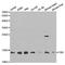 Frataxin antibody, A1745, ABclonal Technology, Western Blot image 