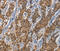 Apolipoprotein L1 antibody, MBS2521089, MyBioSource, Immunohistochemistry paraffin image 