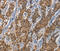 APOL1 antibody, MBS2521089, MyBioSource, Immunohistochemistry paraffin image 