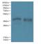 Formyl Peptide Receptor 1 antibody, LS-C377182, Lifespan Biosciences, Western Blot image 