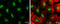 Transcription Factor 7 Like 2 antibody, GTX116056, GeneTex, Immunocytochemistry image 