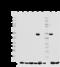 HNF1 Homeobox A antibody, 655210, BioLegend, Western Blot image 