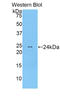 MLC20 antibody, LS-C302523, Lifespan Biosciences, Western Blot image 