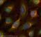 Hyaluronidase 2 antibody, ab68608, Abcam, Immunofluorescence image 
