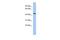 Programmed Cell Death 7 antibody, PA5-44937, Invitrogen Antibodies, Western Blot image 