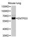 Ectonucleoside Triphosphate Diphosphohydrolase 3 antibody, STJ112456, St John