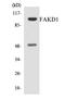 FAST Kinase Domains 1 antibody, EKC1848, Boster Biological Technology, Western Blot image 