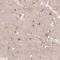 DEAH-Box Helicase 35 antibody, NBP2-30588, Novus Biologicals, Immunohistochemistry frozen image 