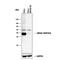 Mitogen-Activated Protein Kinase Kinase 6 antibody, AF1604, R&D Systems, Western Blot image 