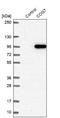 Component Of Oligomeric Golgi Complex 7 antibody, NBP2-47502, Novus Biologicals, Western Blot image 