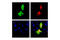mCherry Tag  antibody, 43590S, Cell Signaling Technology, Immunofluorescence image 