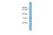 Transmembrane protein 163 antibody, A13587, Boster Biological Technology, Western Blot image 