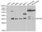 MYD88 Innate Immune Signal Transduction Adaptor antibody, MBS128061, MyBioSource, Western Blot image 