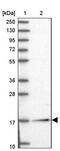 NudC Domain Containing 2 antibody, PA5-57931, Invitrogen Antibodies, Western Blot image 
