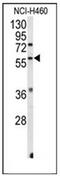 Estrogen Related Receptor Beta antibody, AP51465PU-N, Origene, Western Blot image 