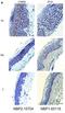 Caspase Recruitment Domain Family Member 6 antibody, NBP2-15704, Novus Biologicals, Immunohistochemistry frozen image 